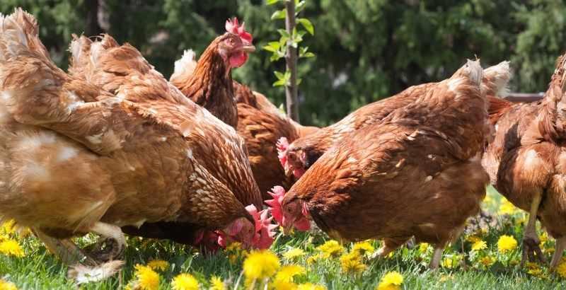 Comment renforcer les défenses de ses poules contre les parasites internes ?
