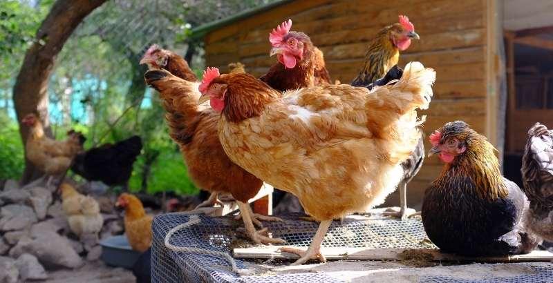 Comment prendre soin des pattes des poules ?