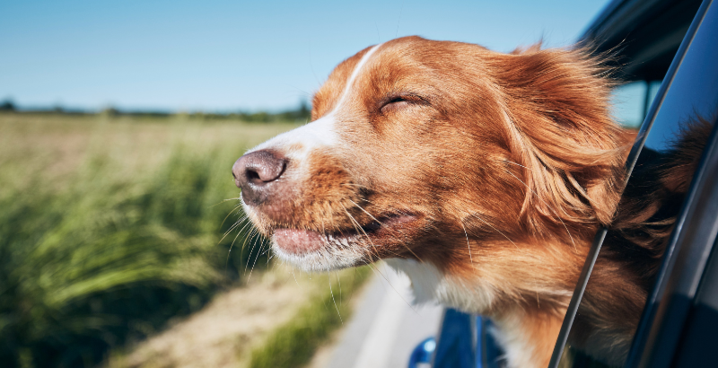 Guide conseil pour des voyages en voiture avec votre chien durant les longs week-ends 
