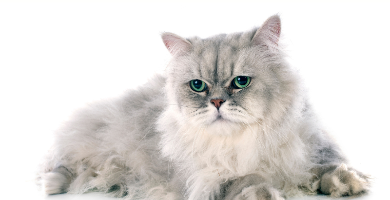 Focus sur Le chat Persan