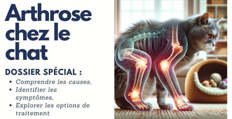 Arthrose chez le chat découvrez notre guide complet : causes, symptômes et traitements