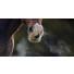 La gestion du confort respiratoire du cheval avec EQUISTRO SECRETA PRO MAX