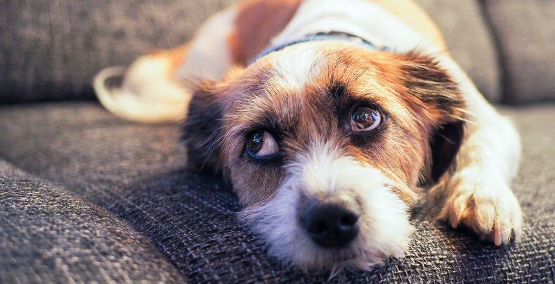 Comment traiter la constipation chez le chien - conseils vétérinaires