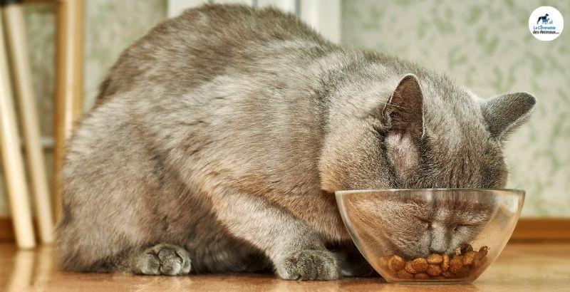 La satiété chez le chat