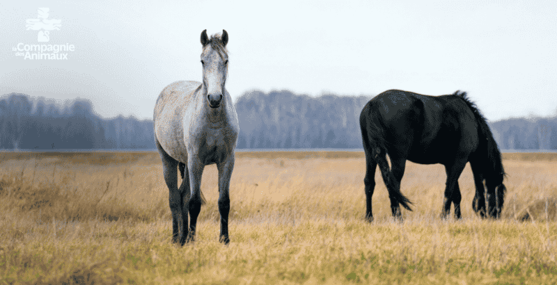 Conseils pratiques pour tondre un cheval
