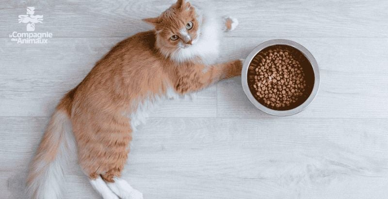 Illustration sur les céréales dans l’alimentation des chats