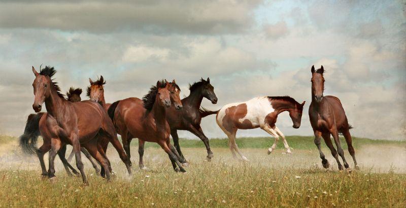 Les plaies des chevaux et la PAARDENDROGIST POMMADE CURCUMA MIEL ARGILE