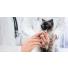 COVID-19 - La reprise des vaccinations de nos animaux après le confinement