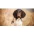 Comment protéger son chien des épillets ?