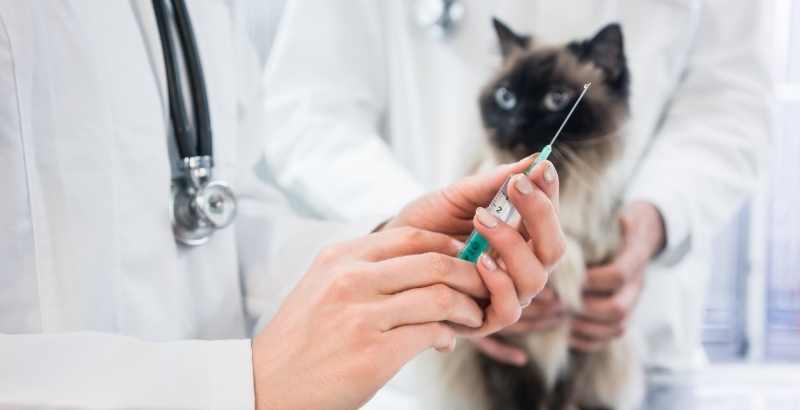 COVID-19 - La reprise des vaccinations de nos animaux après le confinement