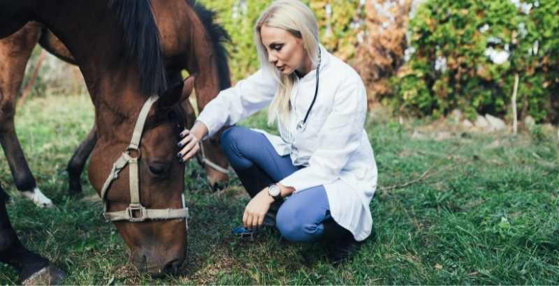 L’Emphysème chez le cheval