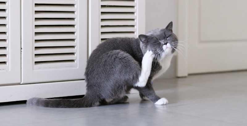 Quelles sont les maladies transmises par les puces chez le chat ?