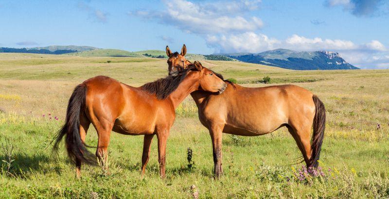 Vermifugation du cheval : Comment agir sur son environnement ?