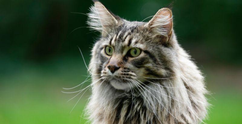 Guide complet sur le Le Maine Coon : Soins, éducation et conseils