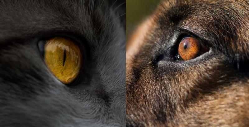 Comment prendre soin des yeux de son chat / chien ?