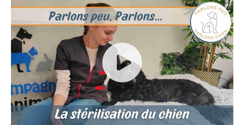 Parlons peu, parlons chien : la stérilisation du chien [VIDEO]