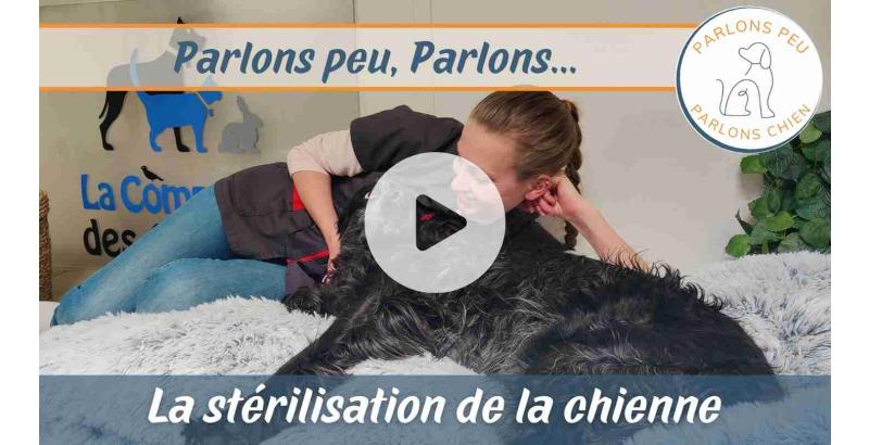 Parlons peu parlons chien : La stérilisation de la chienne [VIDEO]