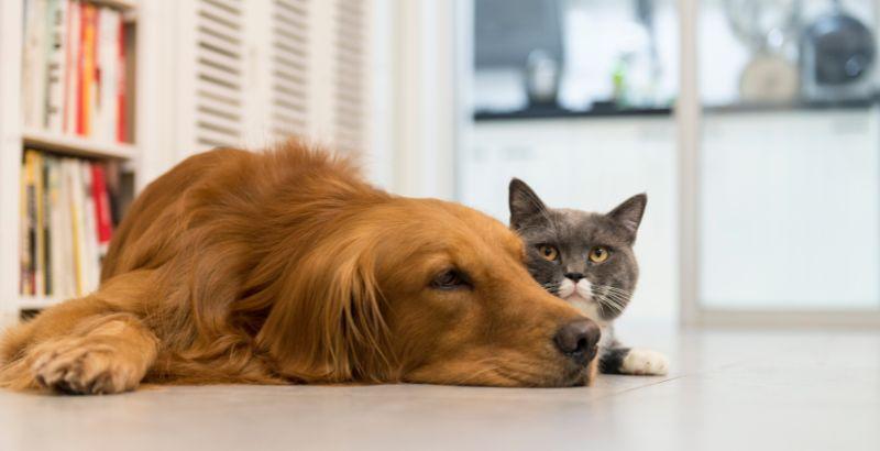 Mon animal a des puces, quels sont les risques ?