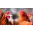 Grippe aviaire : Quels sont les bons réflexes pour les détenteurs de volailles ?