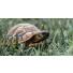 Hibernation de la tortue : Comment l'aider à passer l'hiver ?