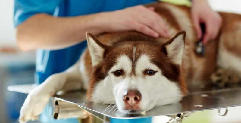 Peut-on donner du SMECTA a un chien ?