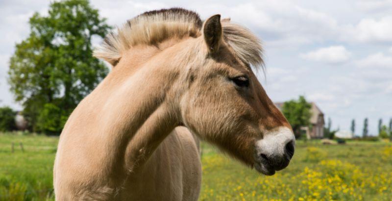 La vermifugation d'automne chez les chevaux