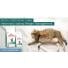 Pitou a testé Royal Canin satiety management