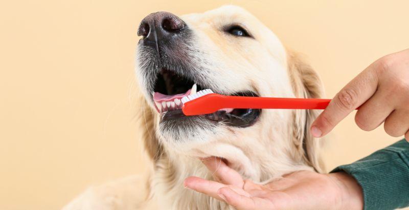 Garder les dents de votre chien saines : Prévention et traitement des maladies dentaires