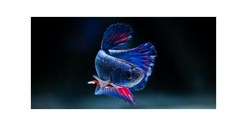 Tout savoir sur le poisson combattant (Betta Splendens) : Conseils experts pour son entretien et sa santé