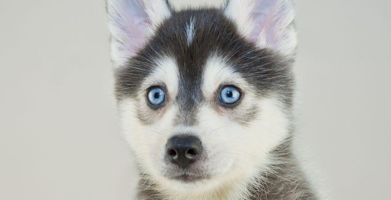 Le Pomsky : Un phénomène canin en vogue