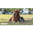 Pro-Kolin Advanced pour chiens et chats : un allié essentiel pour la santé intestinale