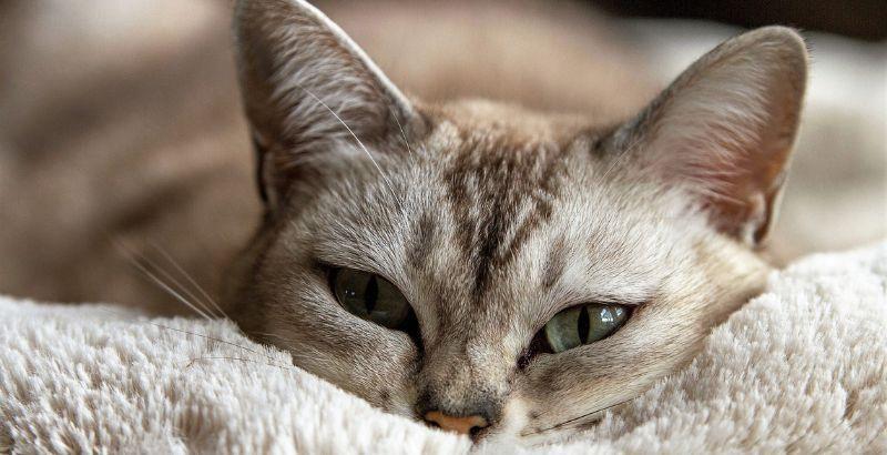 Procidence de la troisième paupière chez le chat : symptômes, causes et traitement