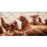 Quels traitements pour lutter contre les poux rouges des poules ?