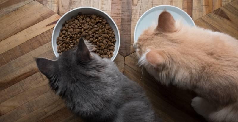 Quelles sont les meilleures croquettes pour chat stérilisé ?