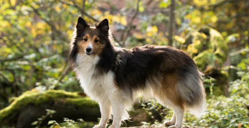 Quels sont les effets secondaires possibles de l’huile de CBD pour votre chien ?