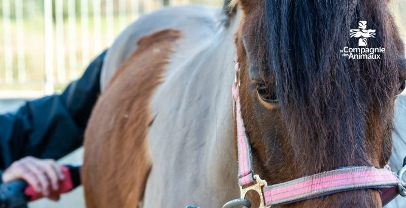 Cheval en cours de tonte, pelage partiellement rasé