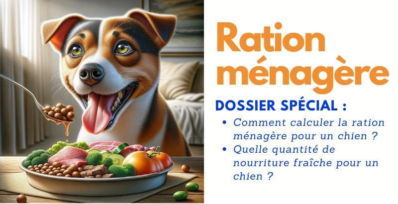 La ration ménagère pour votre chien : Tout ce que vous devez savoir