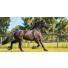Comment gérer un cas d'anémie chez son cheval ?