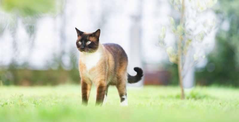 La pancréatite du chat