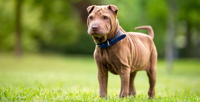 Tout sur le Shar-Pei: Un compagnon unique et loyal