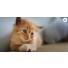 VIDEO TUTO - Comment bien accueillir son chaton ?