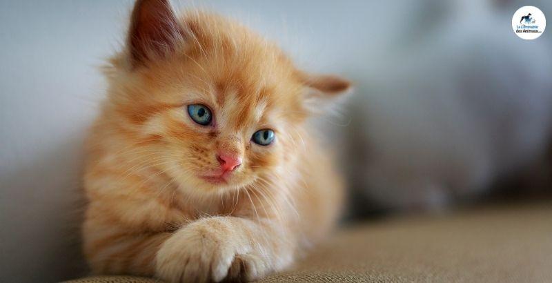 VIDEO TUTO - Comment bien accueillir son chaton ?