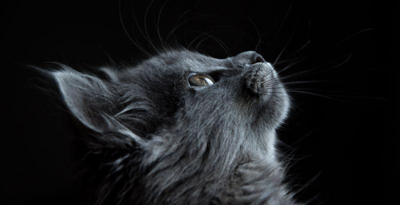 Pourquoi faut-il vermifuger son chaton ?
