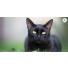 Votre chat sort ? Protégez-le : renforcez ses défenses immunitaires !