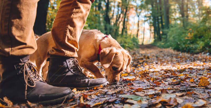 Se promener en forêt avec son chien : Que dit-la loi ?