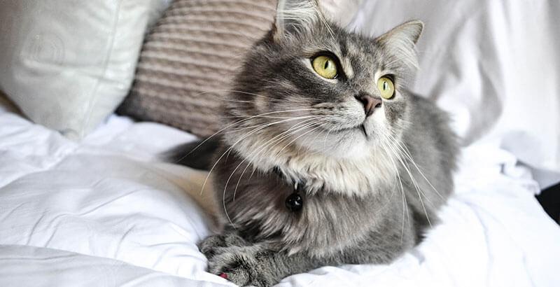 Vrai ou Faux : Qui dit moustache haute, dit chat en bonne santé !