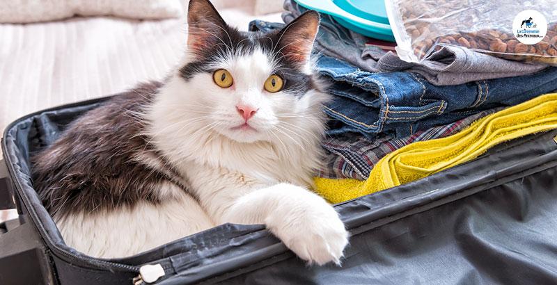 Nos astuces pour bien voyager avec son chat