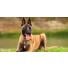 Le Berger Belge Malinois