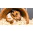 Pourquoi mon hamster crie ? Les raisons et les solutions