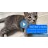 On a testé : la chatière Staywell avec micropuce électronique [VIDEO]